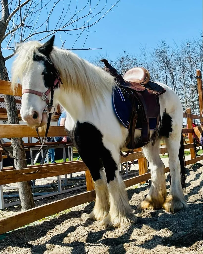 Cal Gipsy Vanner Tinker în padocul FarmPark Solacolu