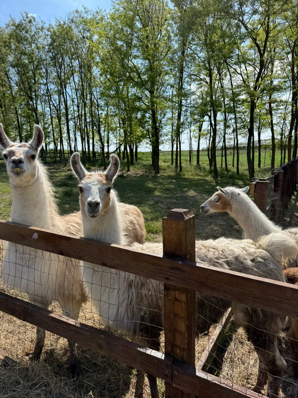 Lamele de la FarmPark, lângă gardul padocului