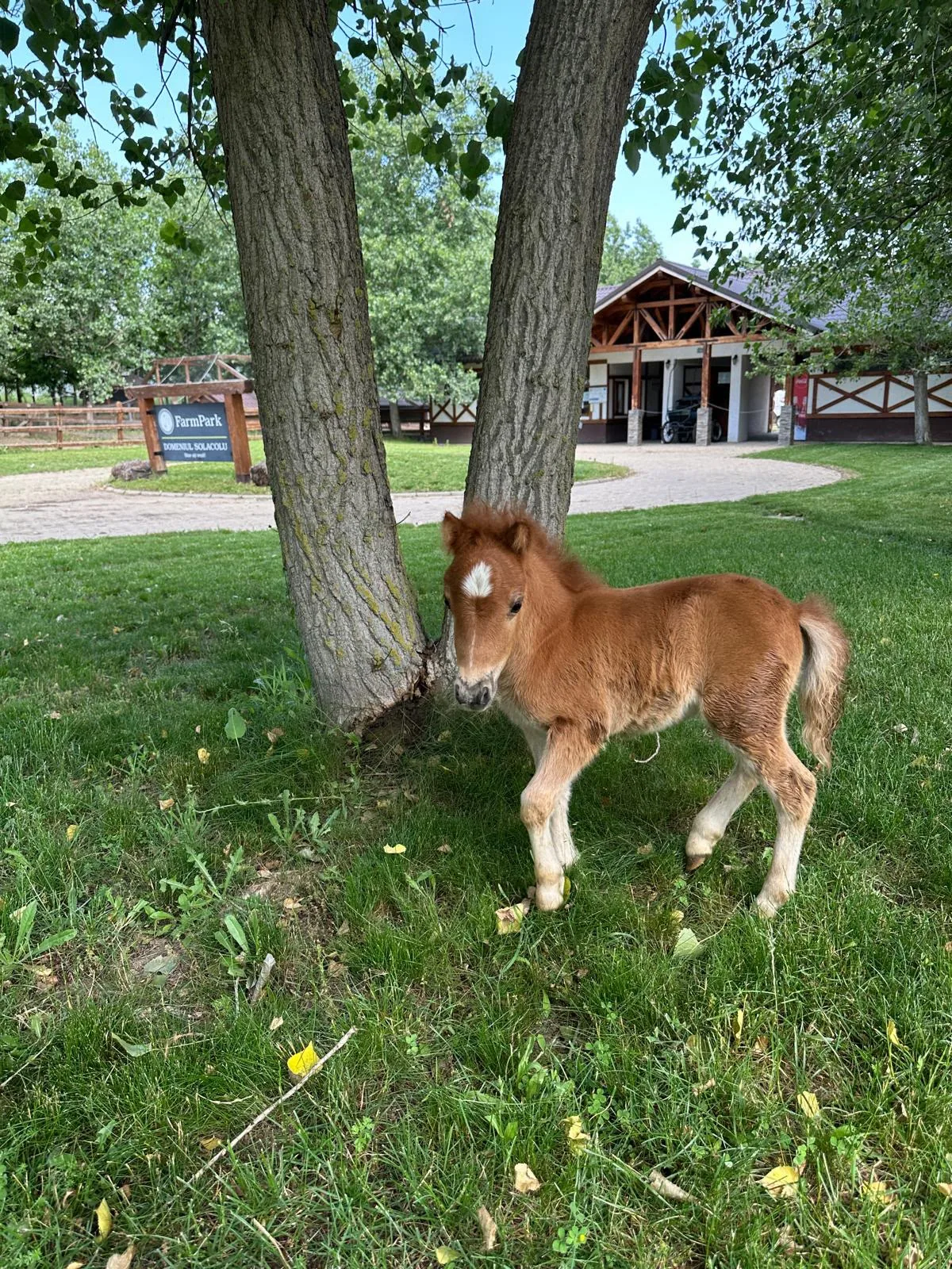 Un mânz la umbra copacilor din FarmPark