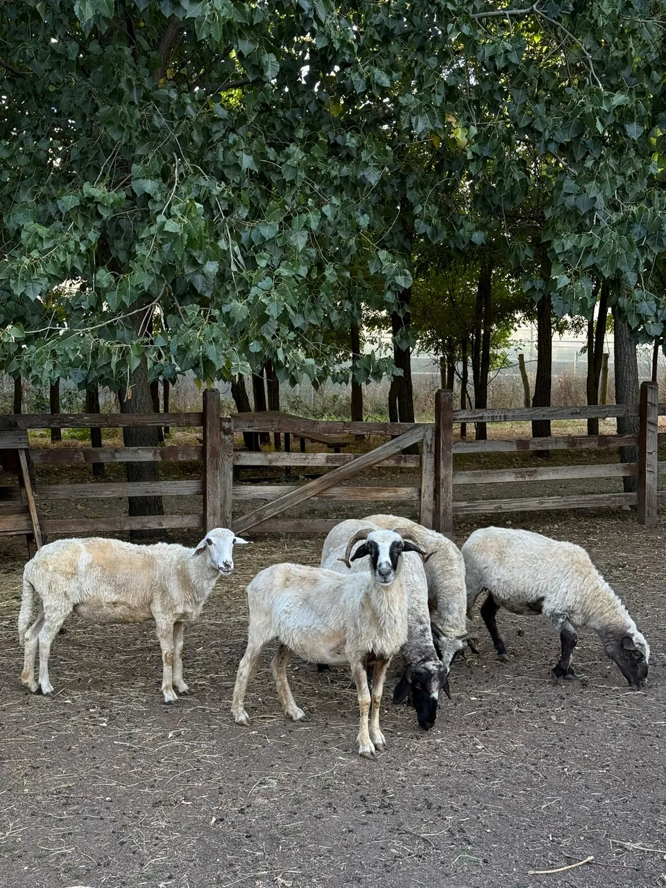 Oi și berbeci la umbra copacilor din FarmPark