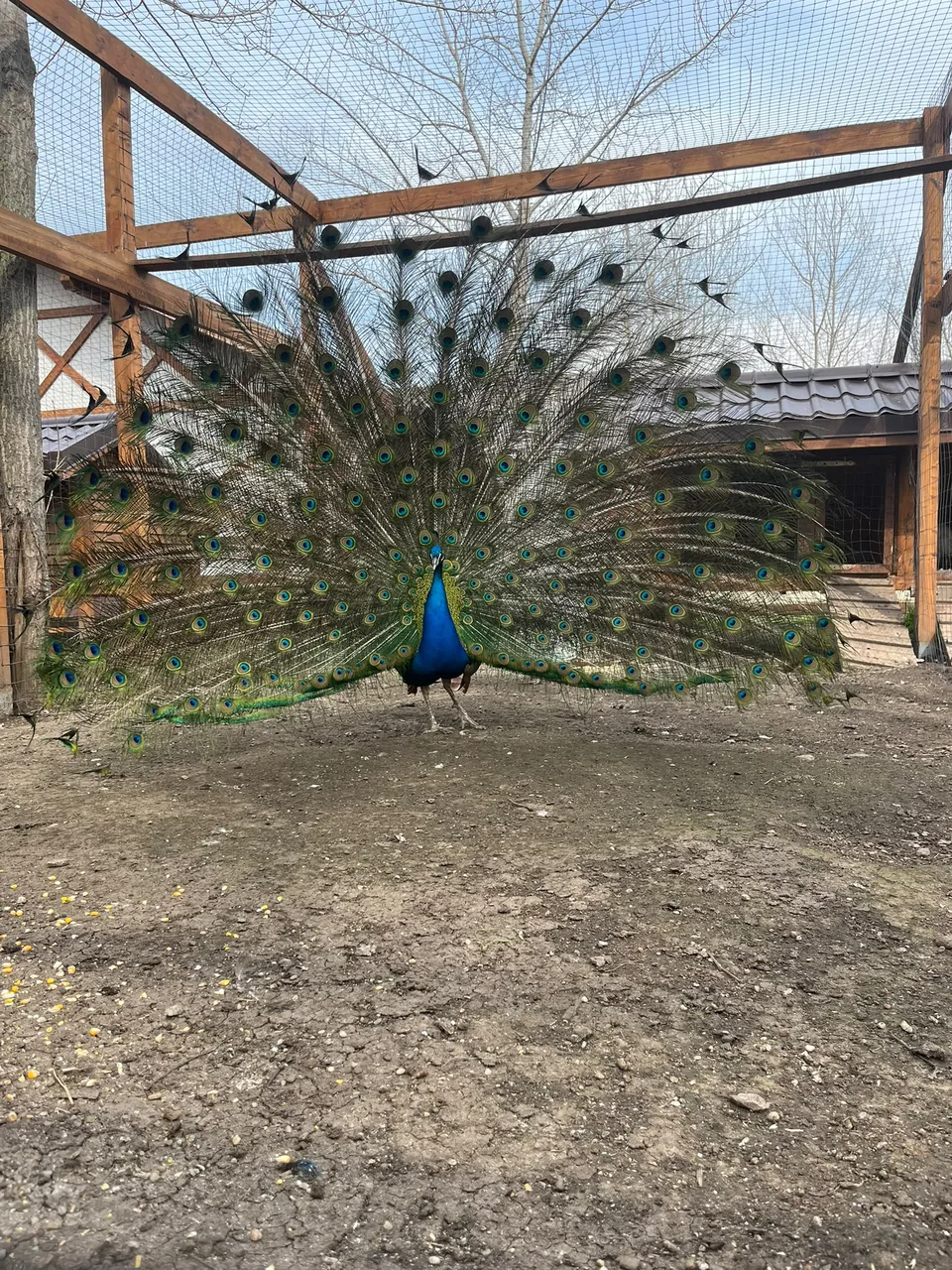Păunul de la FarmPark cu coada deschisă