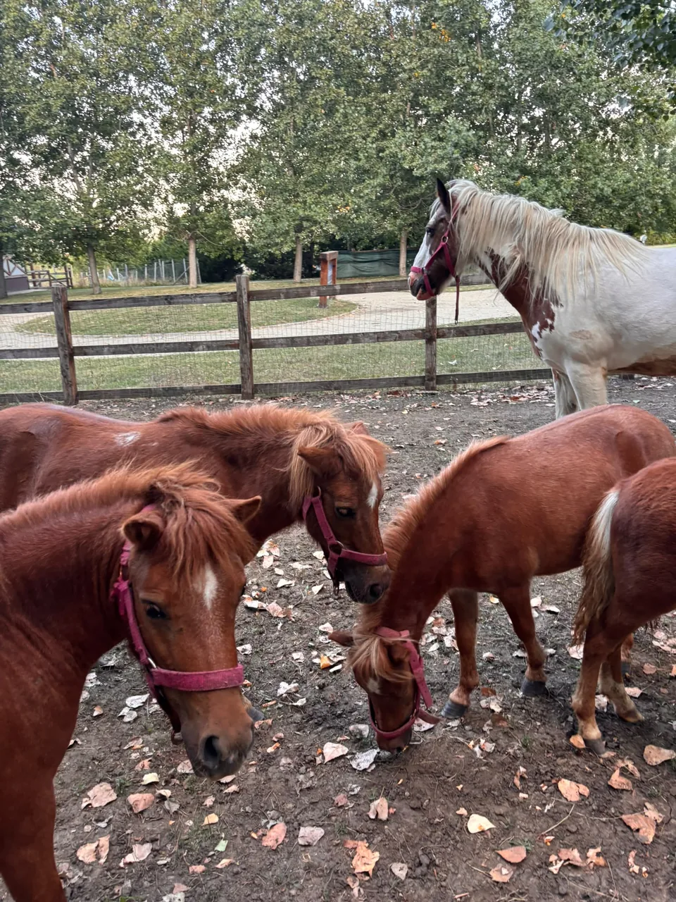Poneii și caii de la FarmPark la umbra copacilor
