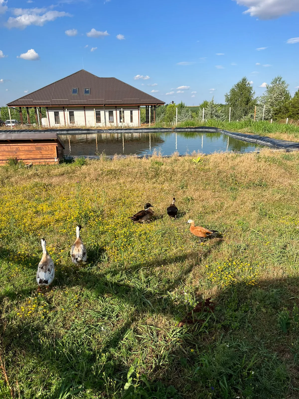 Rațe lângă lacul și foișorul de la FarmPark
