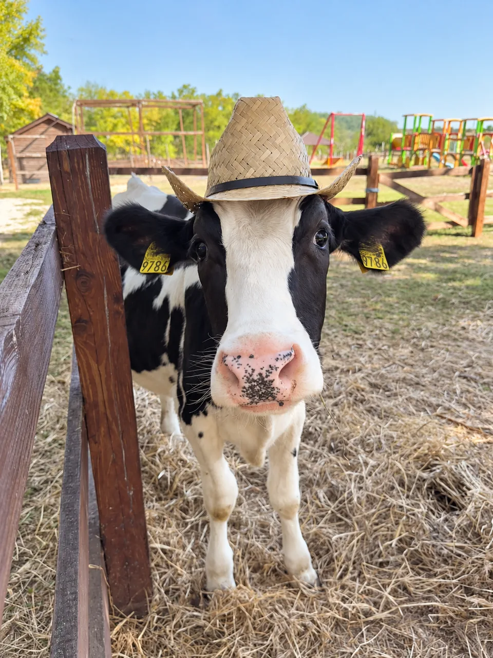 Văcuța albă cu pete negre de la FarmPark, cu pălărie de paie și botic roz